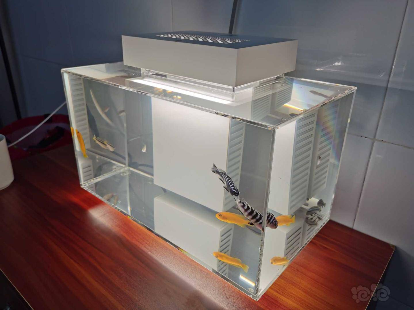 空气缸裸缸就很美的鱼缸