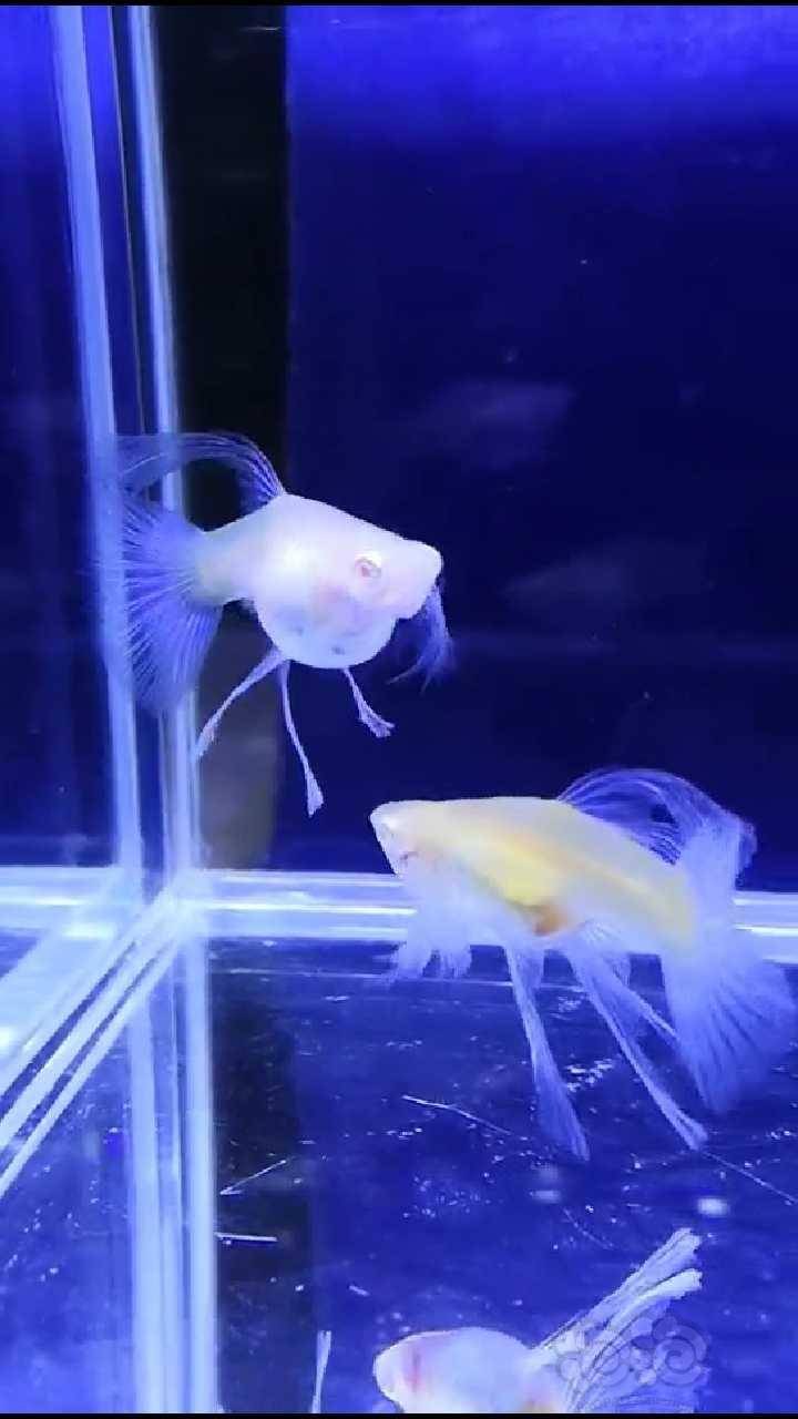 其它蓝白孔雀鱼大c