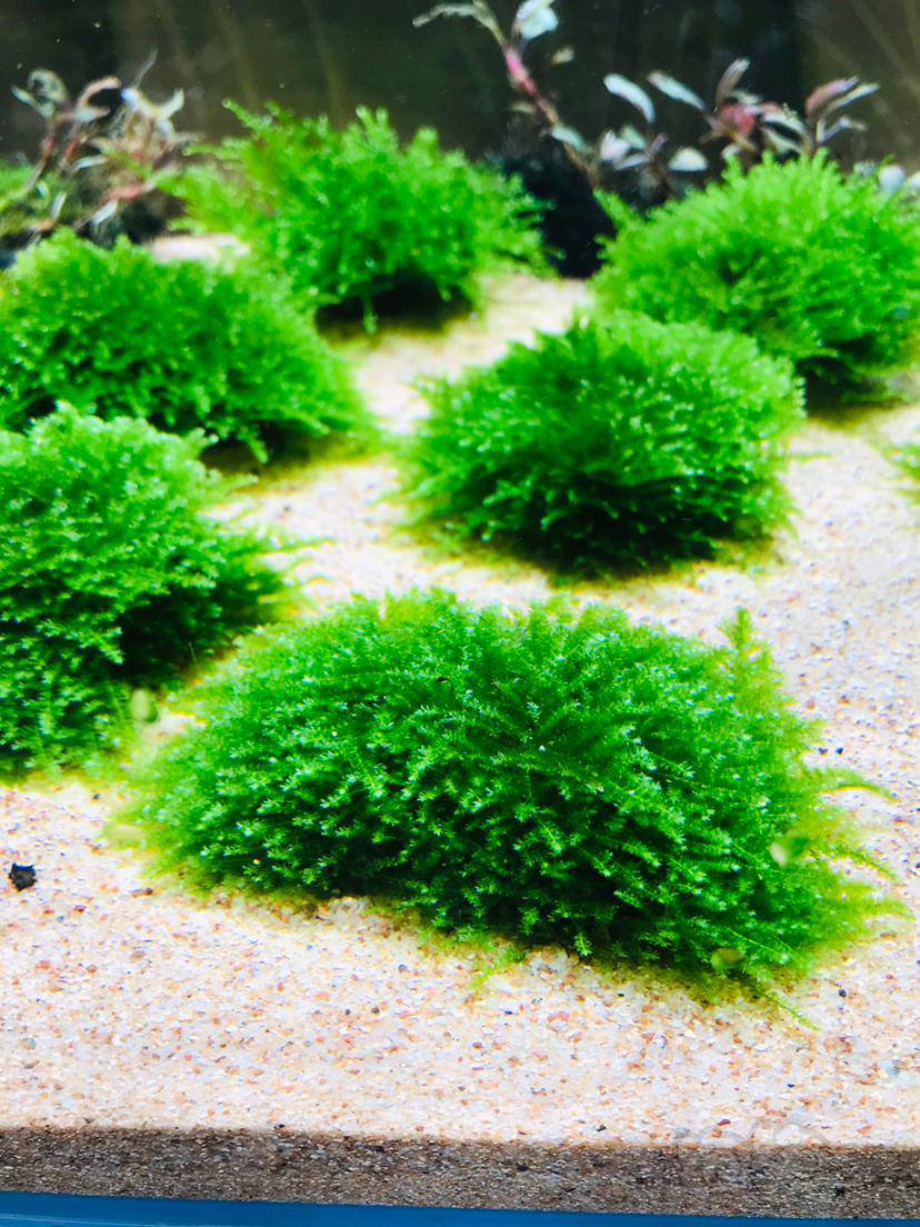 出珊瑚莫丝爪哇莫丝水晶莫丝