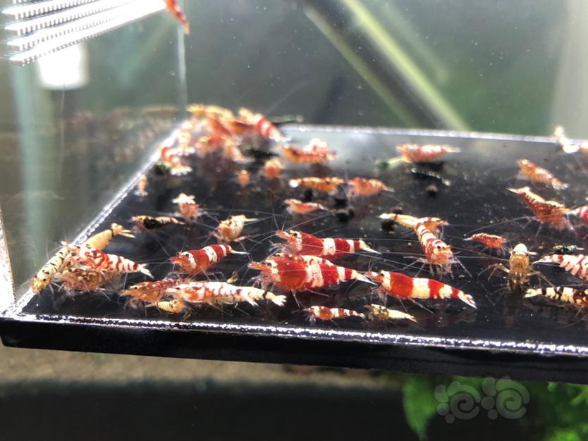 【虾】2020-10-02#RMB拍卖杂交虾60只-图5