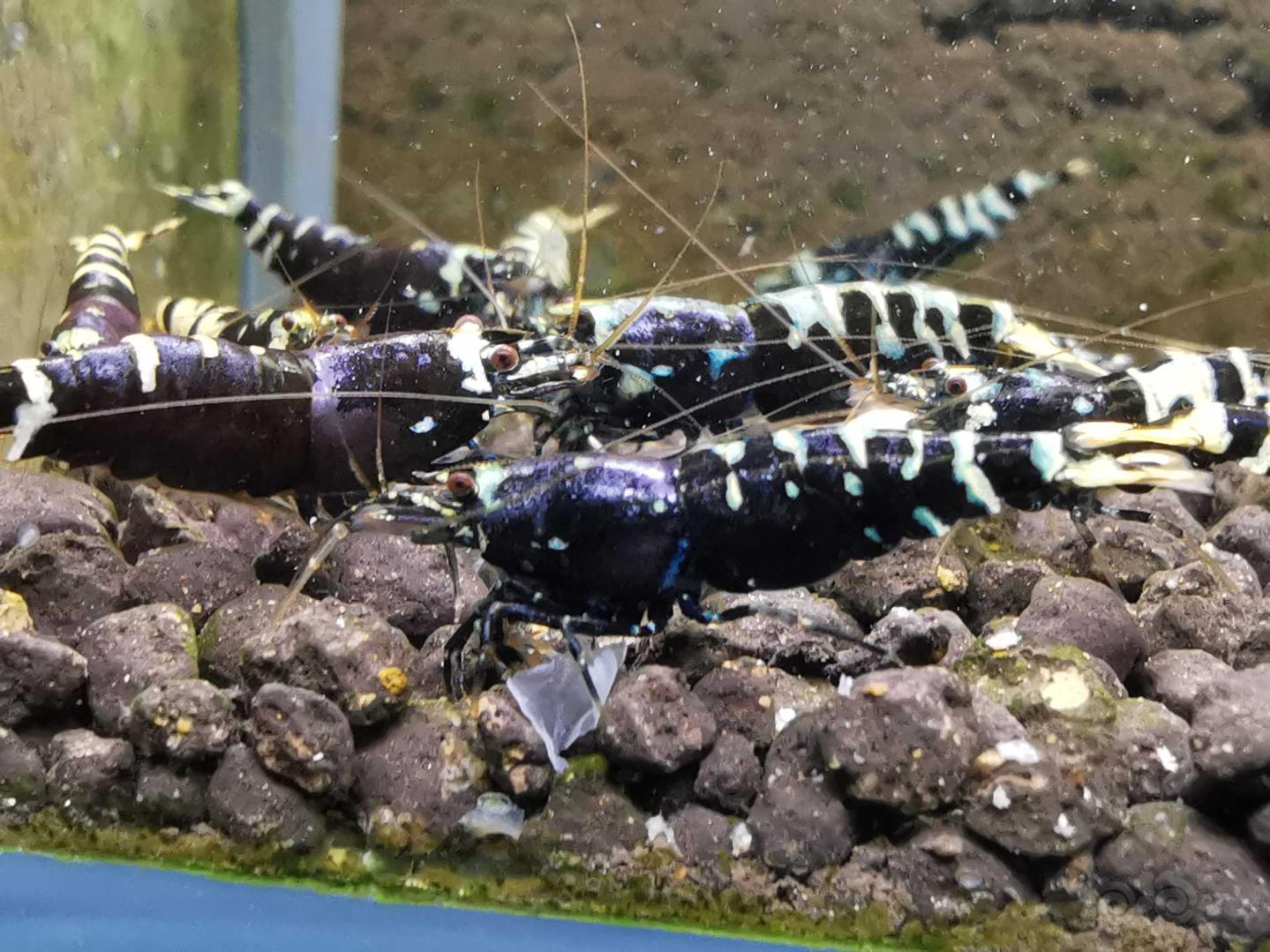 金属紫水晶虾-图3