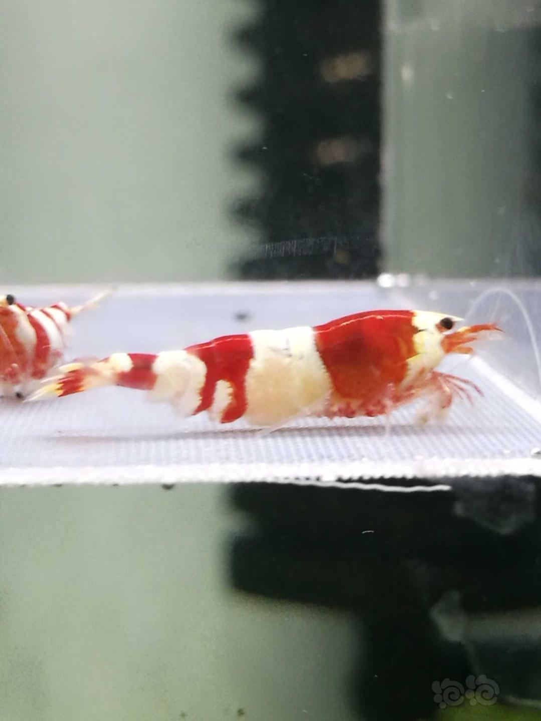 【虾】2020-10-16#RMB拍卖#红白繁殖组1公2母-图3