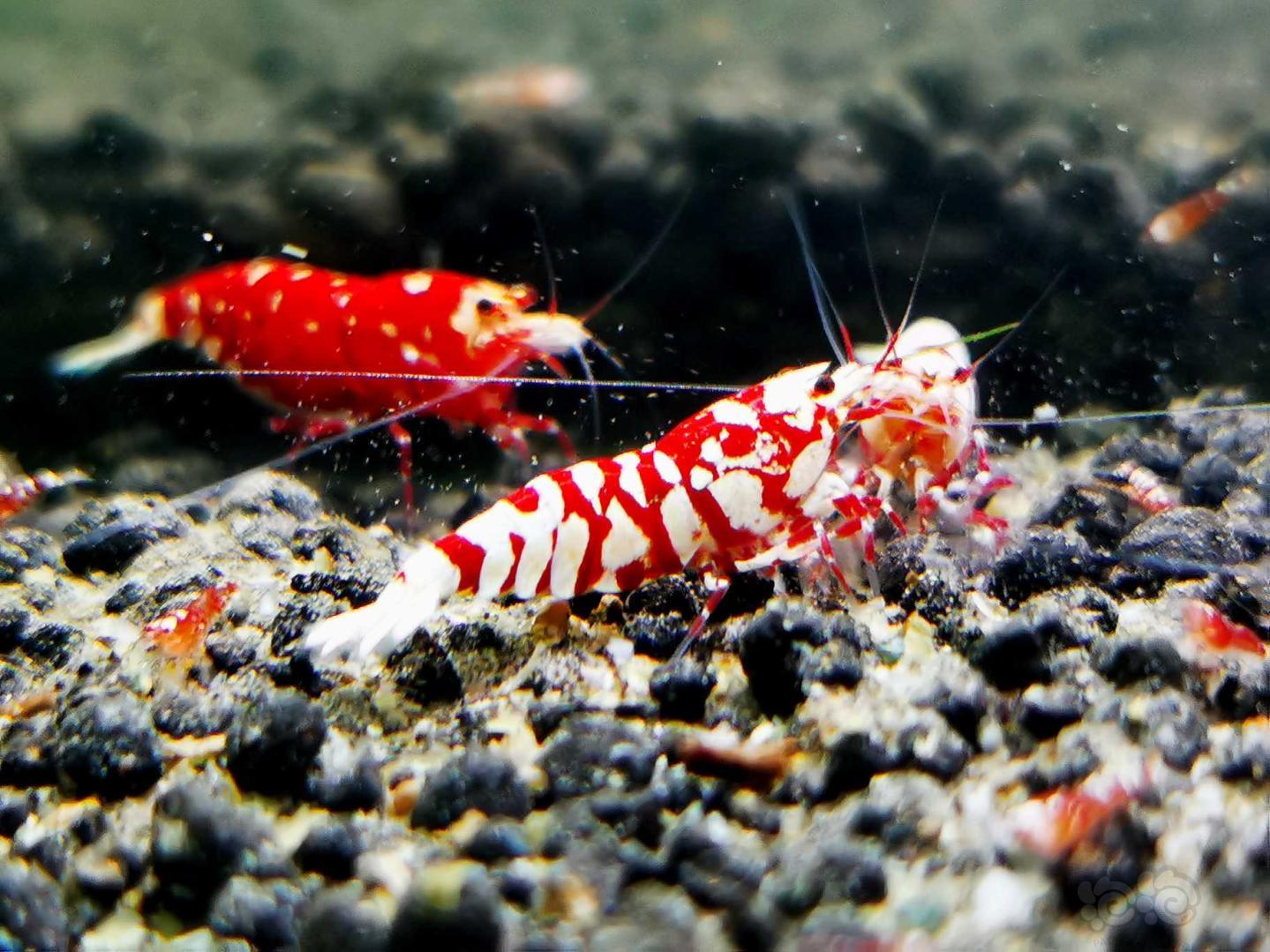 【虾】2020-10-15#RMB拍卖红花虎母虾一只-图1