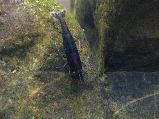 【其它】黑壳虾变异了吗？罗涵鱼和罗非混养-图2