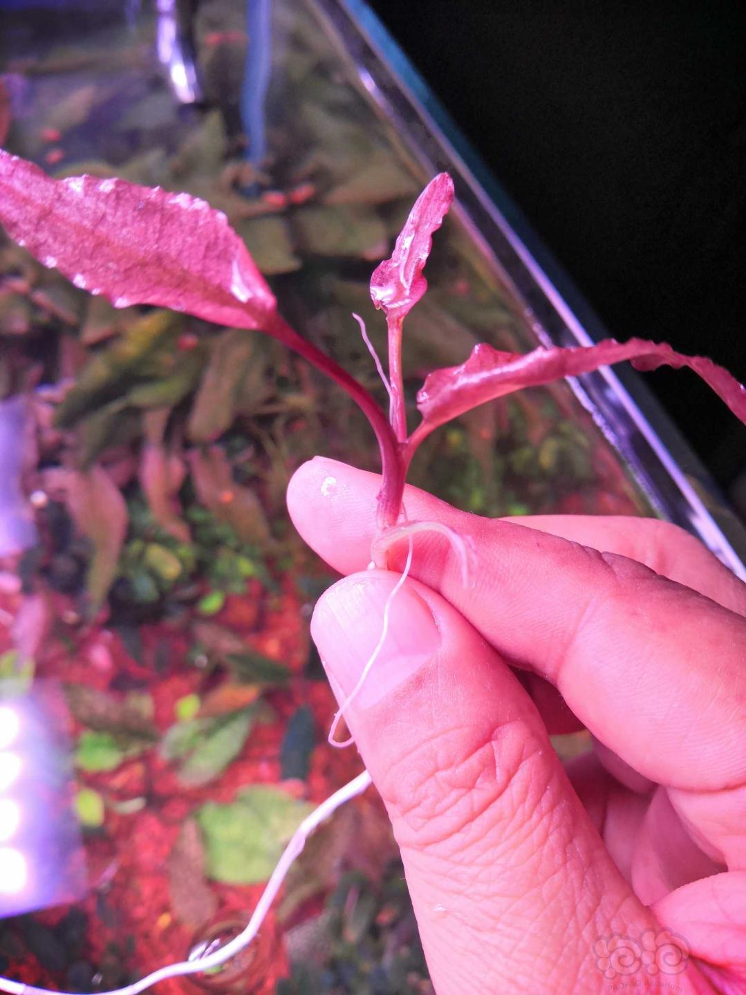 火烈鸟椒草3-5叶小苗超低价-图1