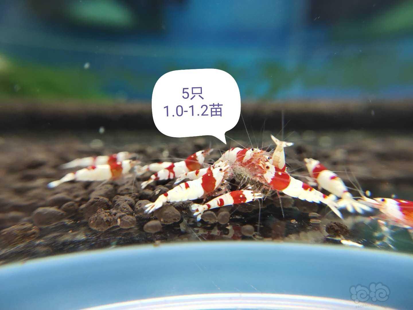 【虾】2020-10-25#RMB拍卖纯血红白新成繁殖组+5只虾苗-图6