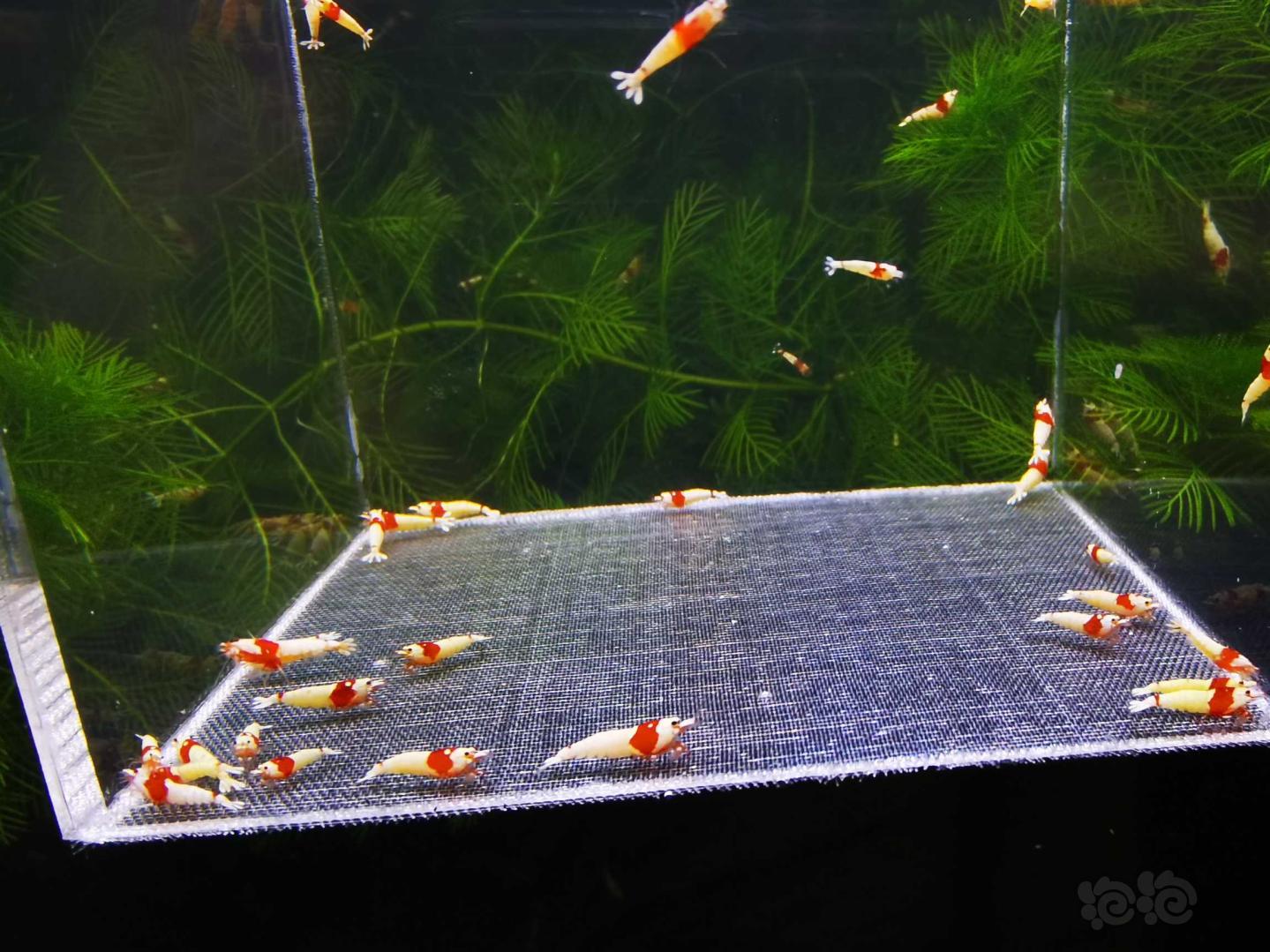 【虾】2020-10-12#RMB拍卖红白幼虾40只-图1