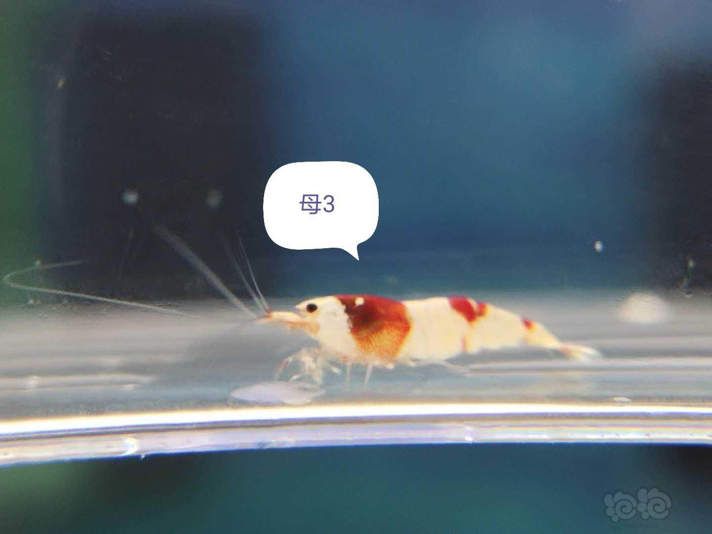 【虾】2020-10-25#RMB拍卖纯血红白新成繁殖组+5只虾苗-图5