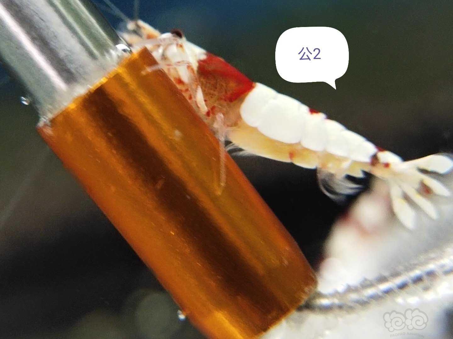 【虾】2020-10-25#RMB拍卖纯血红白新成繁殖组+5只虾苗-图2