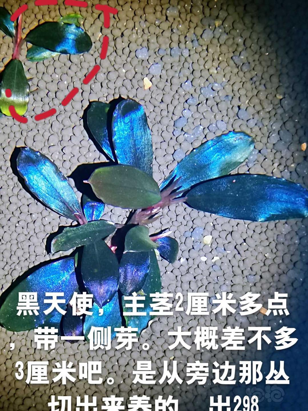 【辣椒榕】出13玄武繁殖茎、黑天使小头和扶摇厚海-图5
