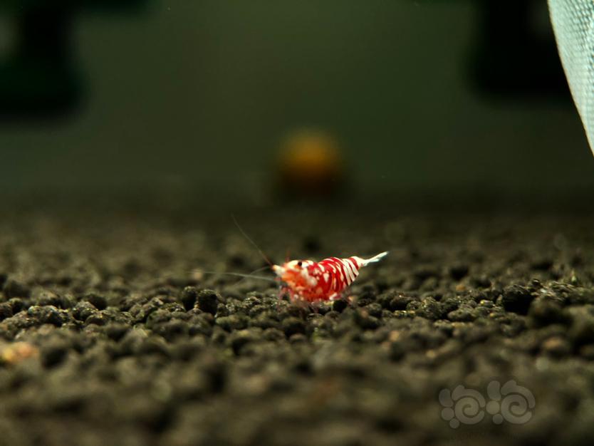 【虾】2020-10-11#RMB拍卖#太极红花虎水晶虾一份2只一公一母-图6