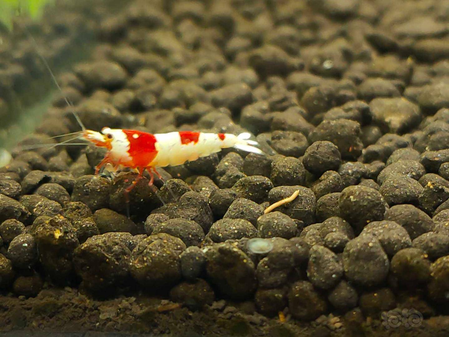 20201018rmb拍卖纯血水晶虾8只