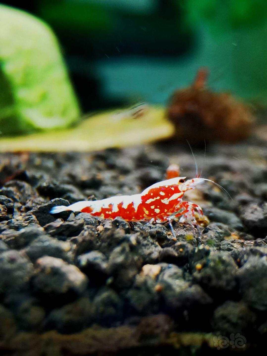 【虾】2020-10-8#RMB拍卖#红银河星钻幼虾一份5只-图5