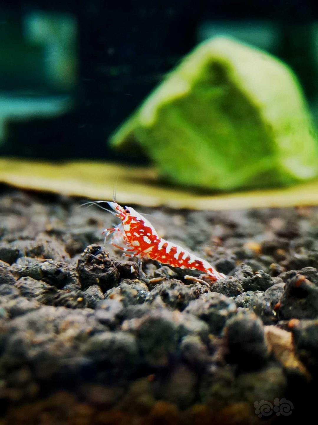 【虾】2020-10-8#RMB拍卖#红银河星钻幼虾一份5只-图4