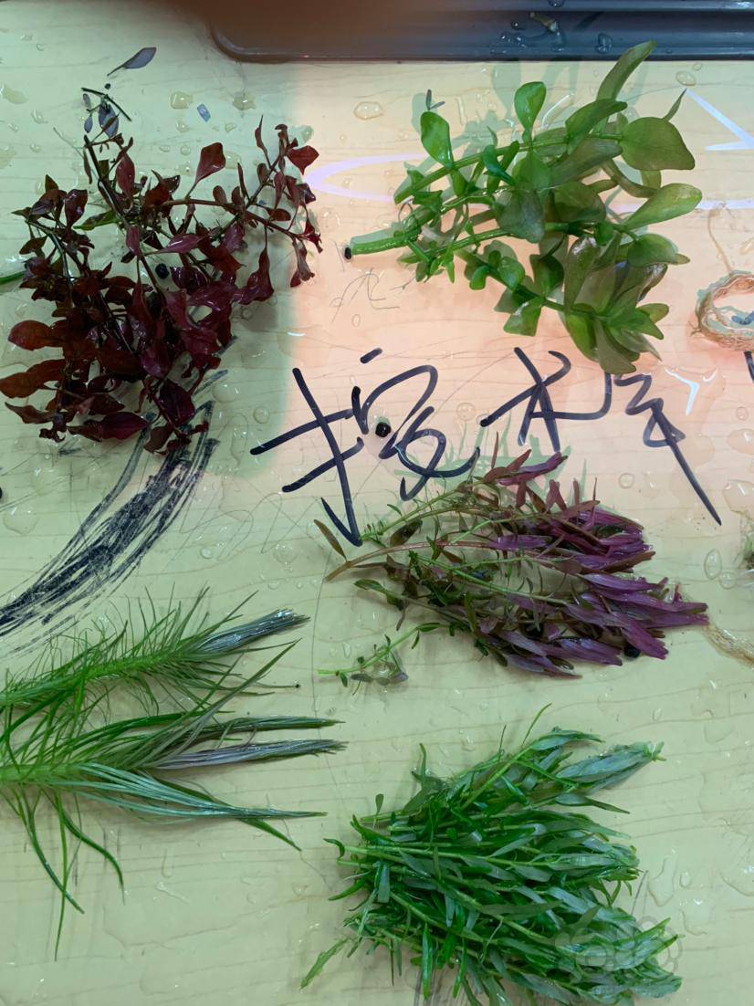 可走淘宝微信zjtzwlj坐标浙江台州火花百叶2紫红丁香7绿宫25粉宫10粉