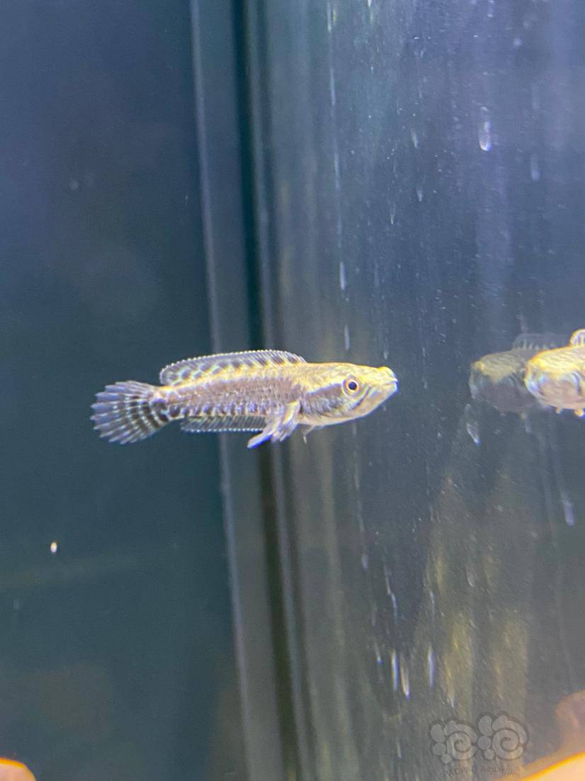 雷龙大神们这是什么雷龙