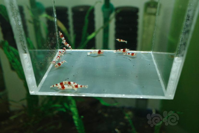 【虾】2020-10-2#RMB拍卖纯血红白水晶虾15只-图1