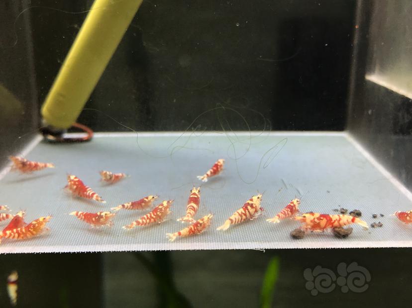 【虾】2020-10-16#RMB拍卖红花虎20只-图1