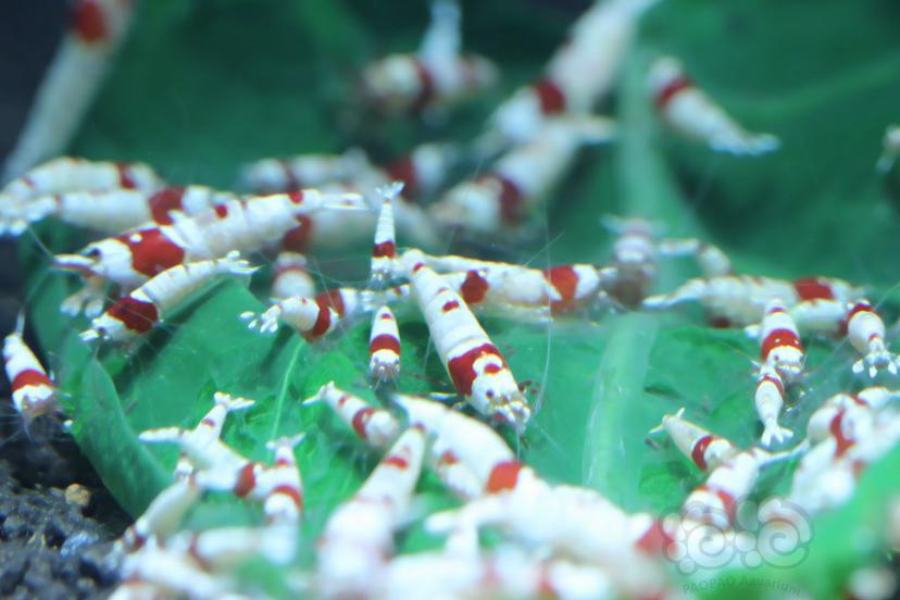 上海出系统红白水晶虾-图2