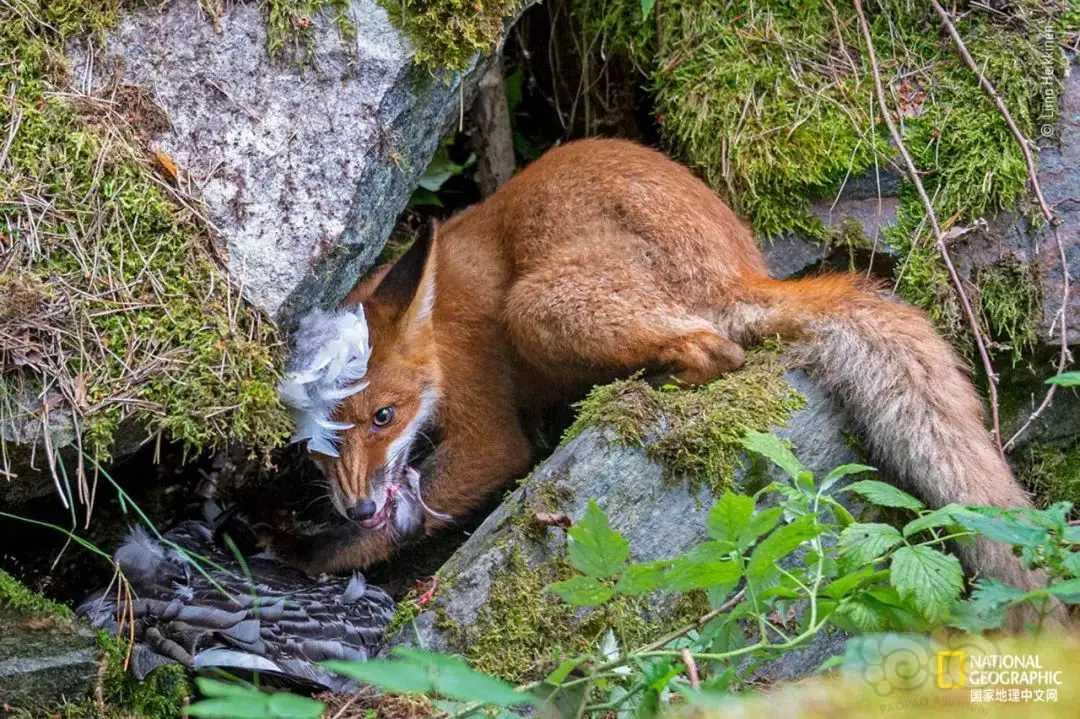 年度最強2020野生動物攝影師誕生