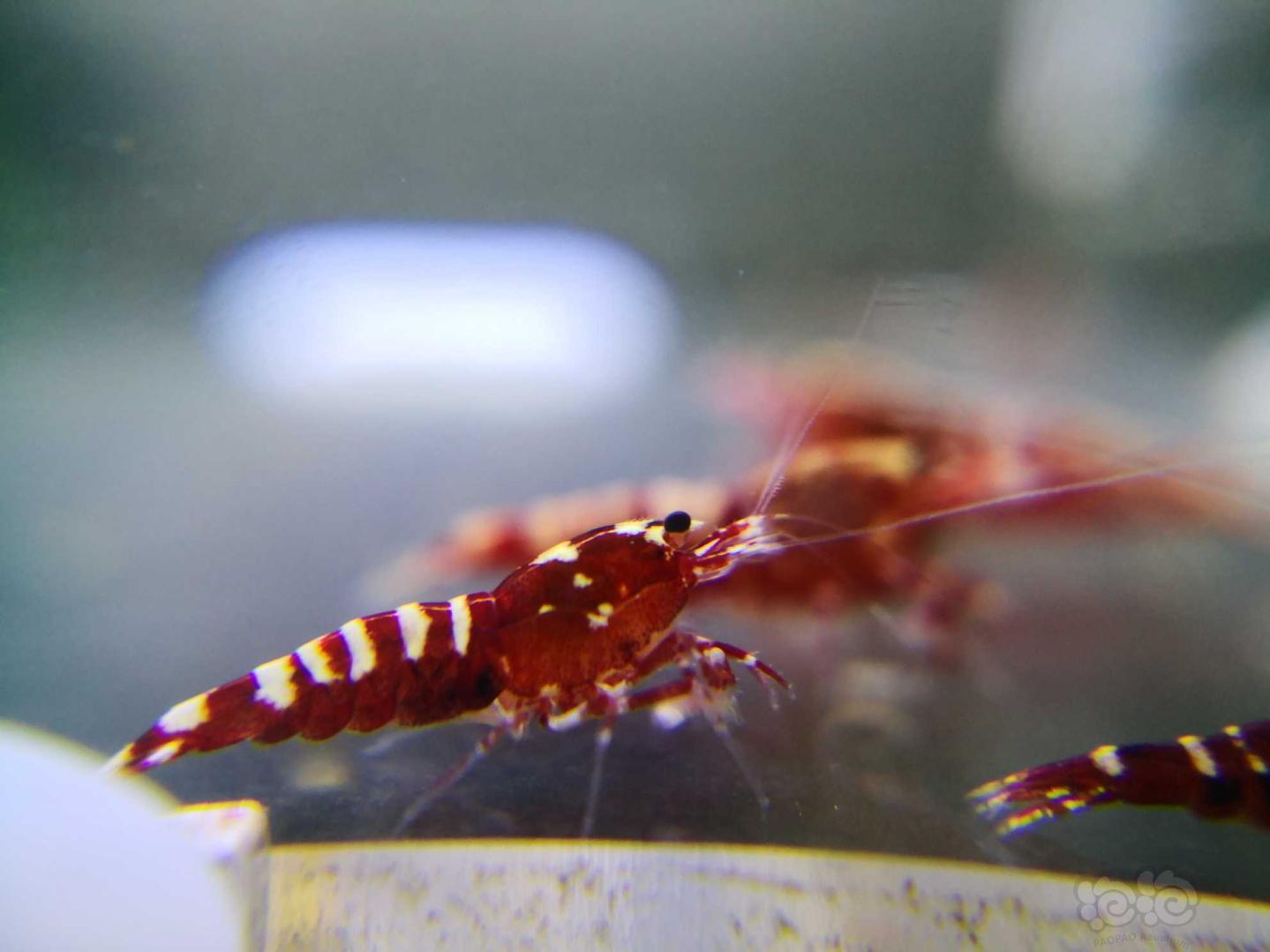 【虾】2020-10-10#RMB拍卖红银河水晶虾-图4