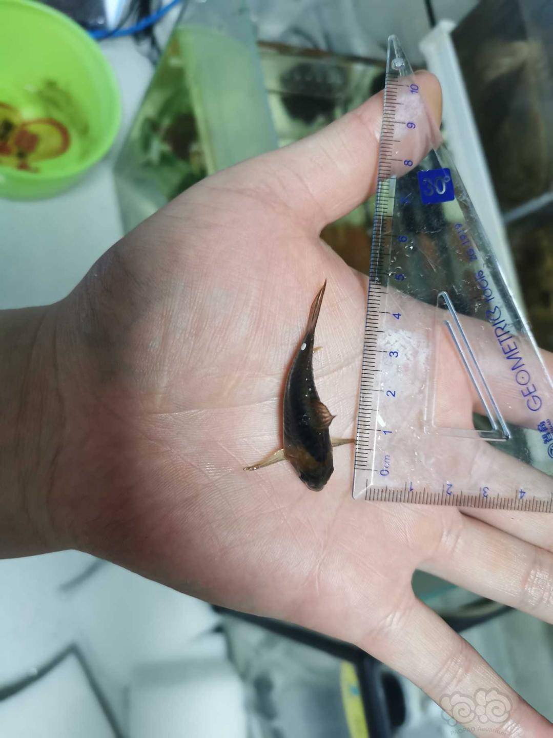 【热带鱼】出售自己养的鼠鱼