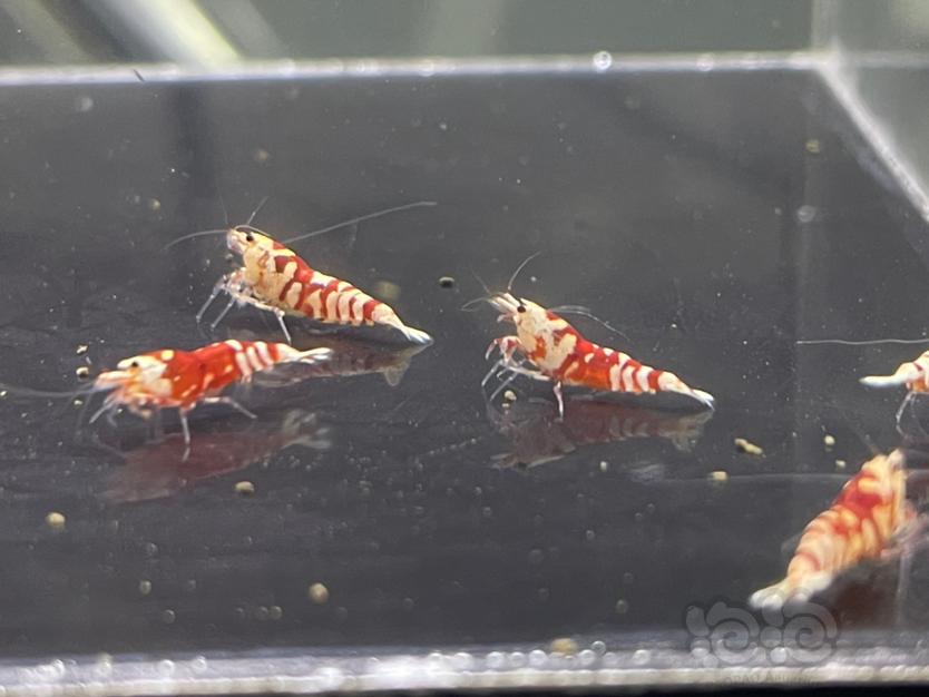 【虾】2020-10-27#RMB拍卖红花虎小虾6只-图3