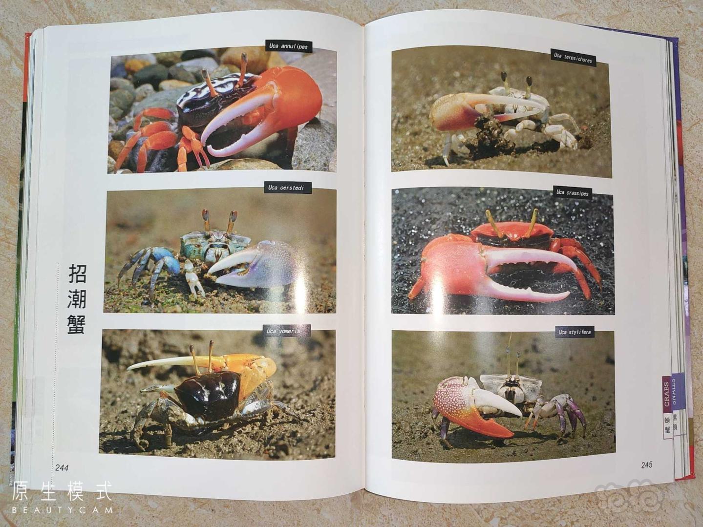 涵盖各种观赏虾、螯虾、观赏蟹、螺贝的《观赏无脊椎动物》-图6