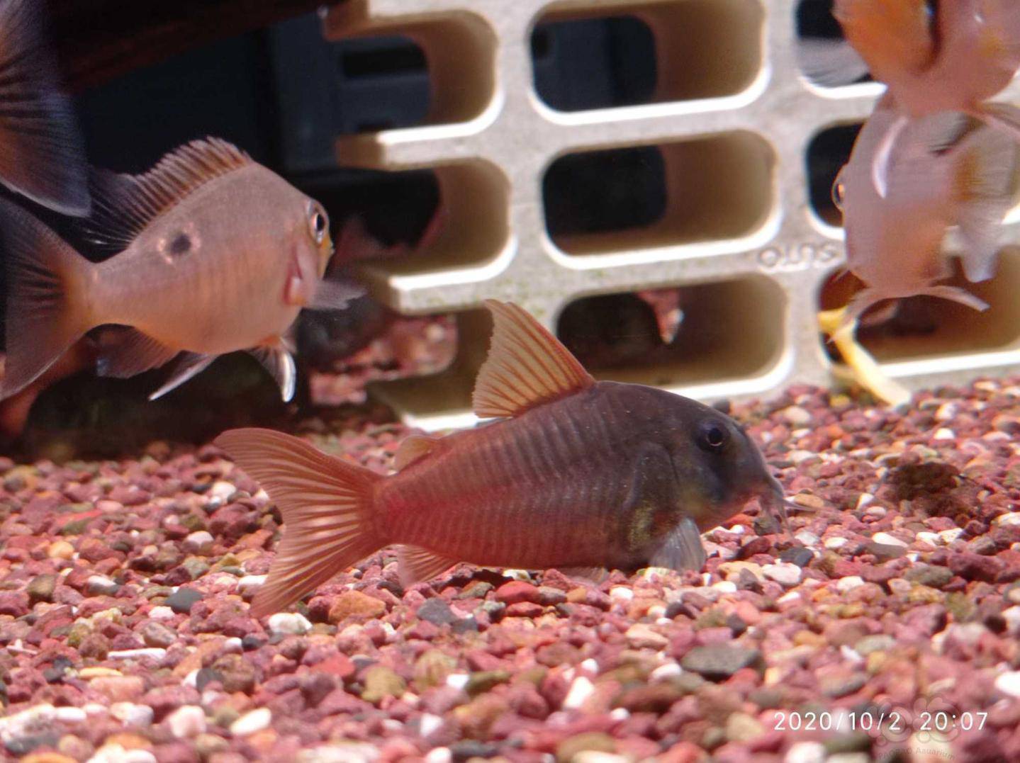 鼠鱼超级红帆鼠鱼