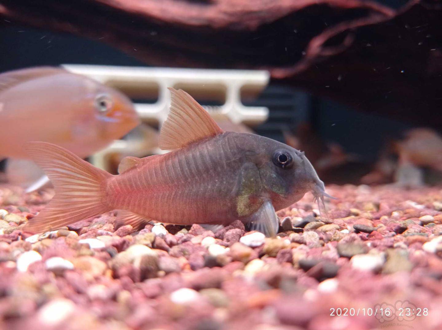 鼠鱼超级红帆鼠鱼