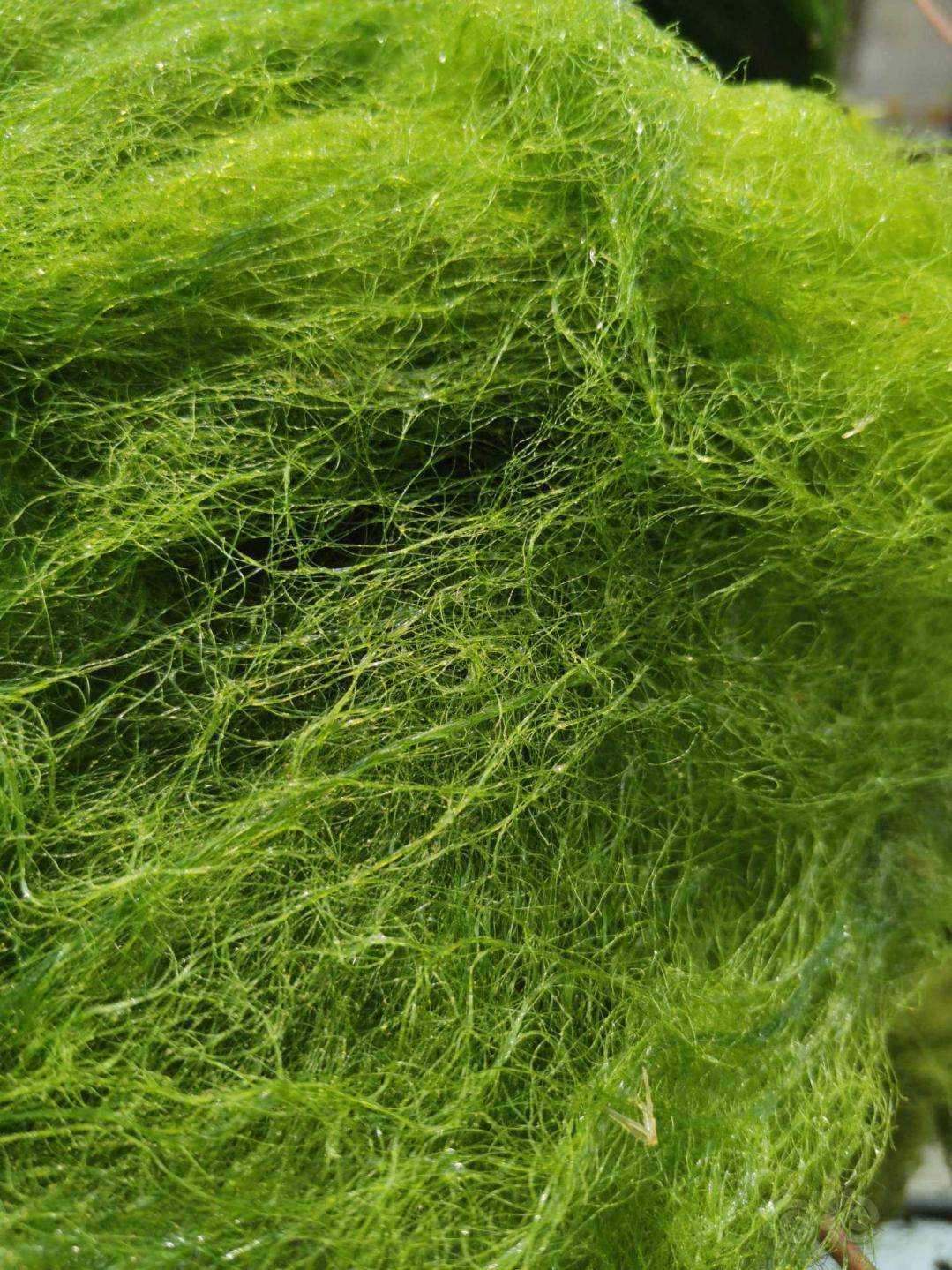 养了1年的丝藻-图3
