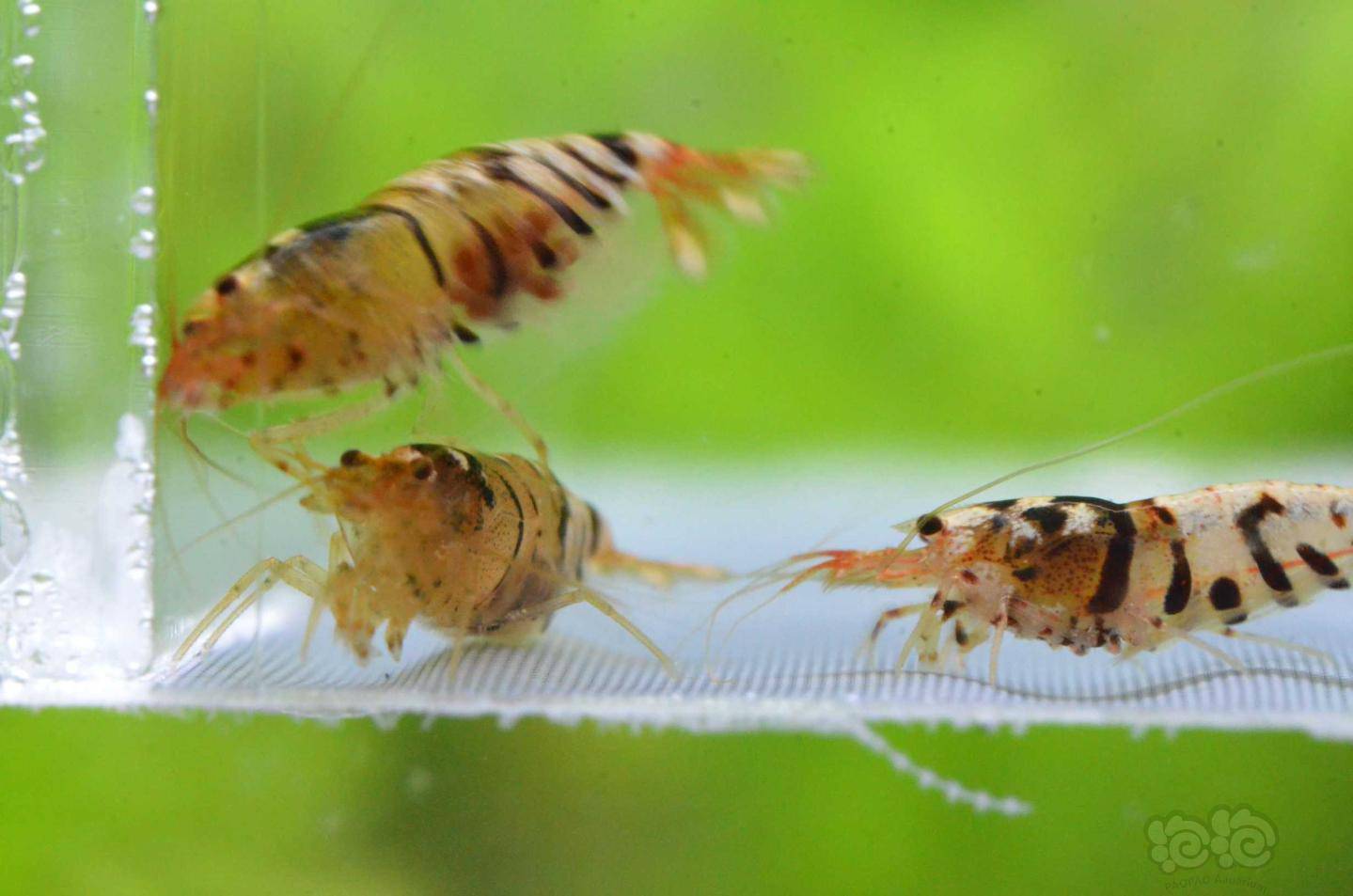 20201019rmb拍卖淘汰黑花虎水晶虾繁殖组第二组一份6只3公3母