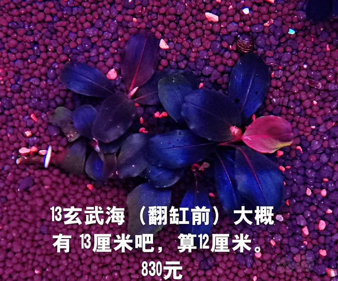 【辣椒榕】出13玄武繁殖茎、黑天使小头和扶摇厚海-图1