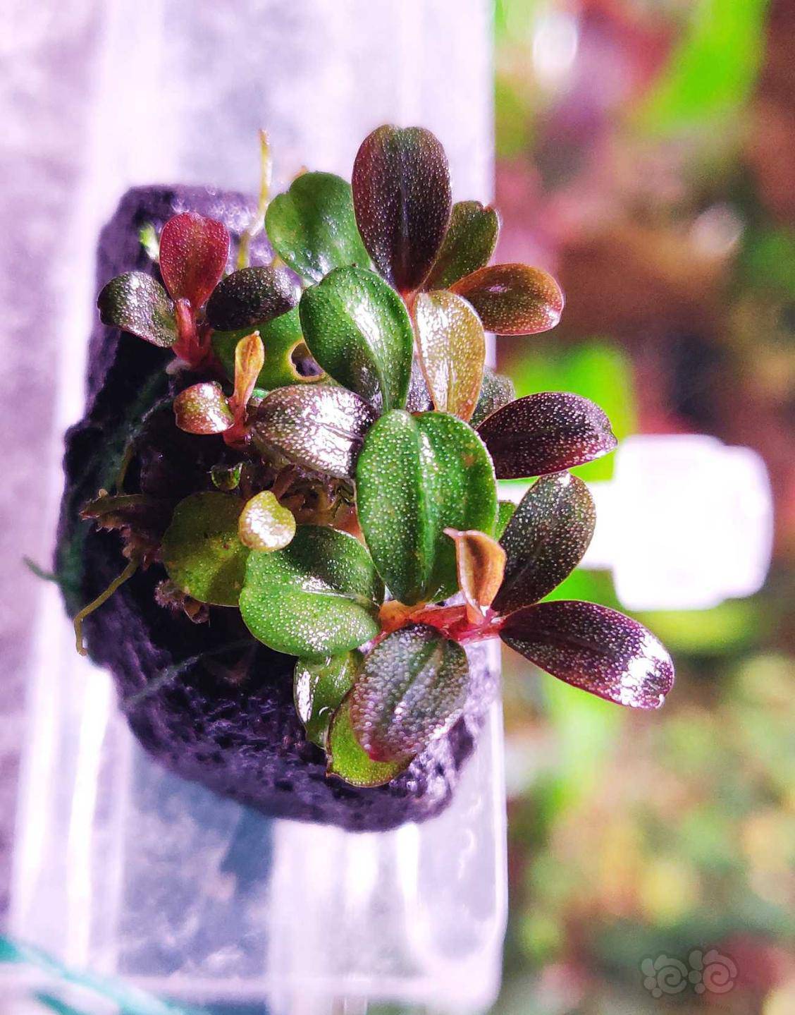 辣椒榕试出几棵