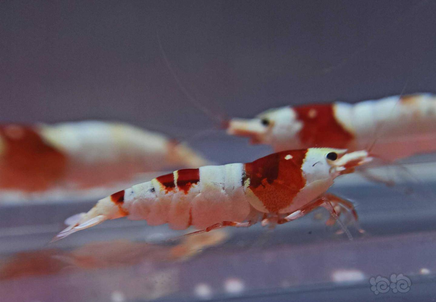20201010rmb拍卖红白水晶虾1公3母