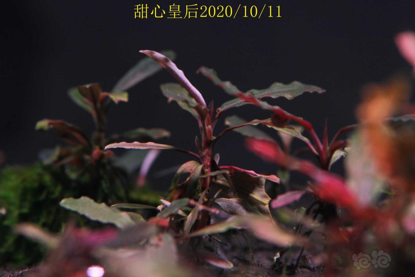 甜心皇后记录2020/10/12-图15