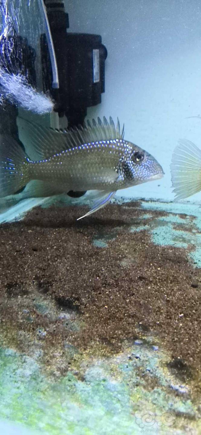 【热带鱼】食土鲷 马面黄珍珠