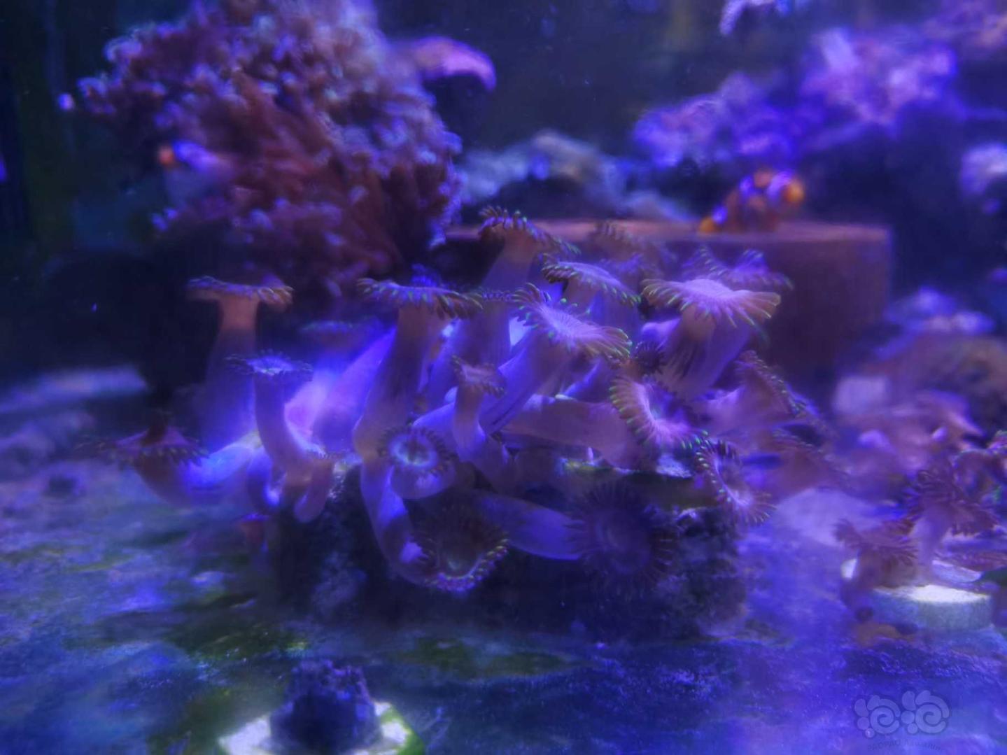 珊瑚的魔力，越看越想拥有它😂😂-图3