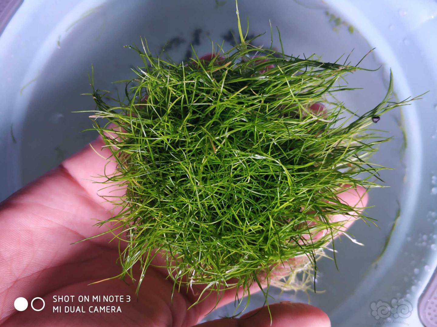 出正宗迷你牛毛