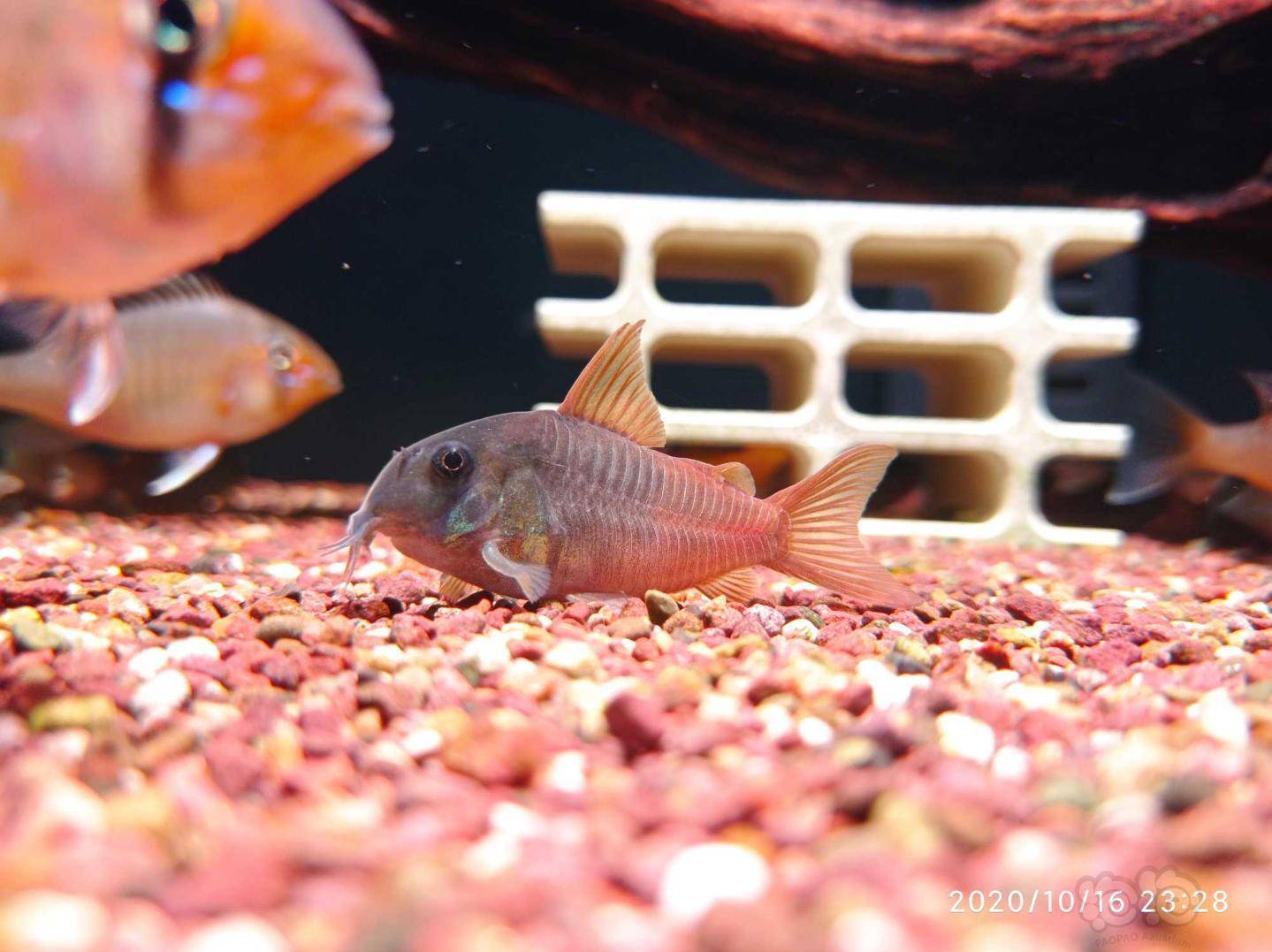 鼠鱼超级红帆鼠鱼