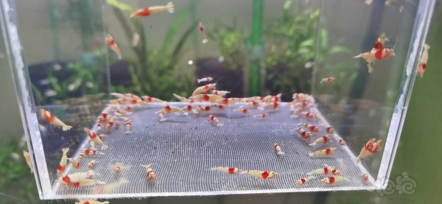 【虾】2020-10-24#RMB拍卖纯血红白幼虾50只-图1