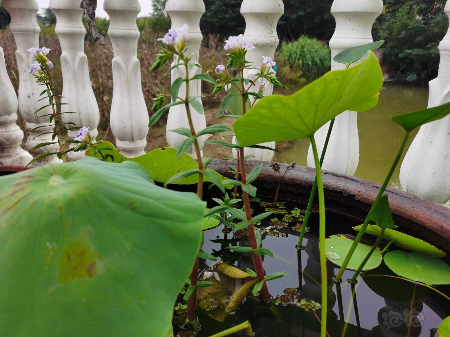 大宝塔的水上叶开花了.