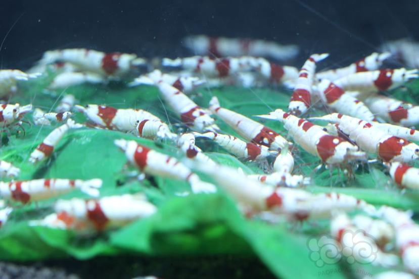 上海出系统红白水晶虾-图1