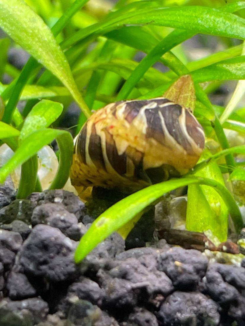 彩蛋螺要不是到处留卵,绝对是替代苹果螺的首选.