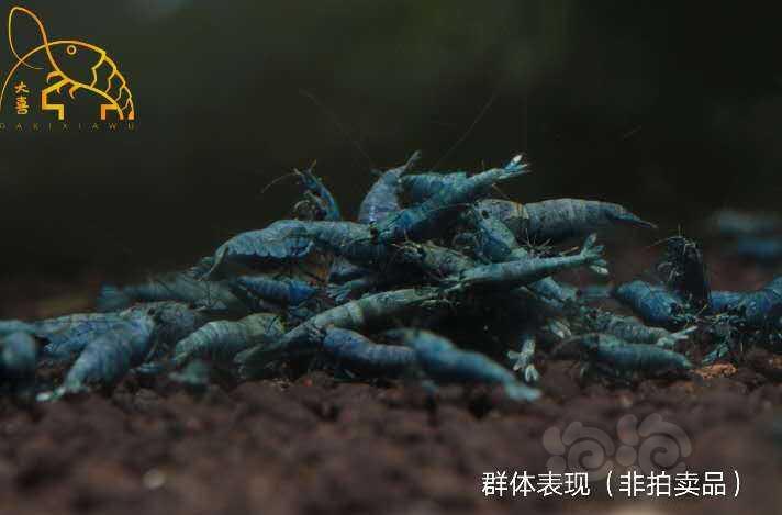 【虾】2020-10-31#RMB拍卖纯系蓝金刚4只-图5
