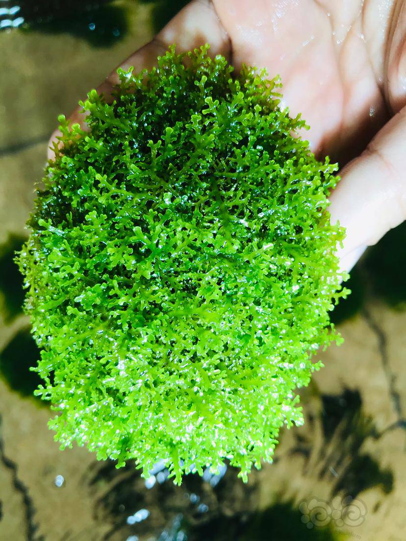 出珊瑚莫丝爪哇莫丝水晶莫丝