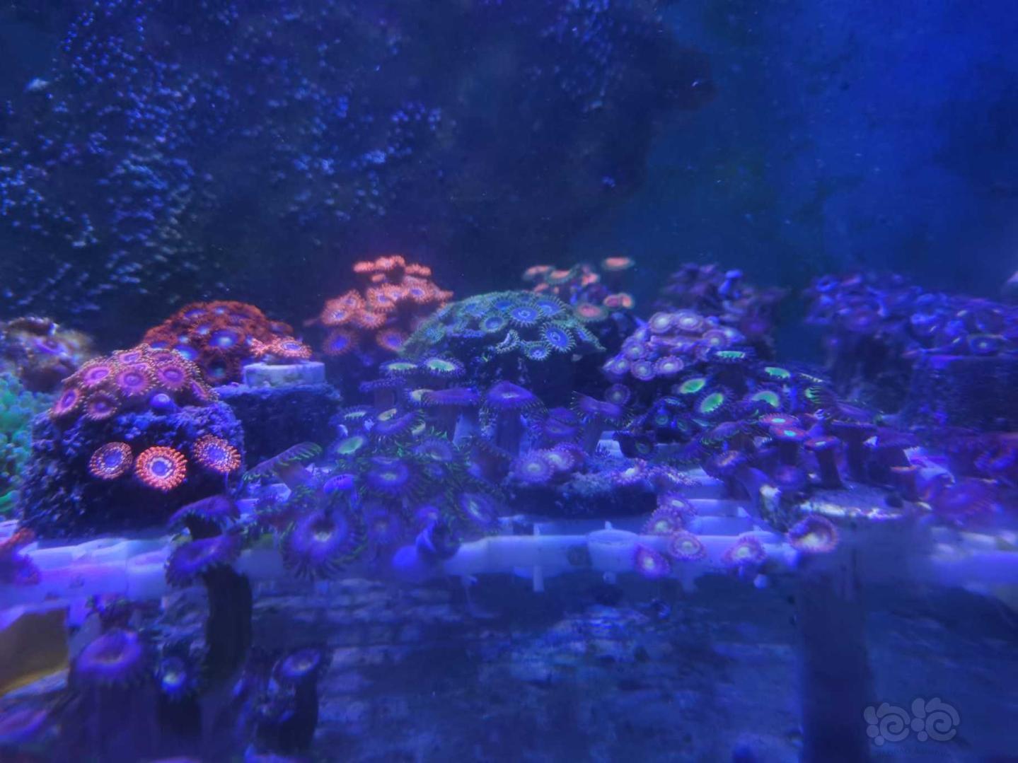 珊瑚的魔力，越看越想拥有它😂😂-图7
