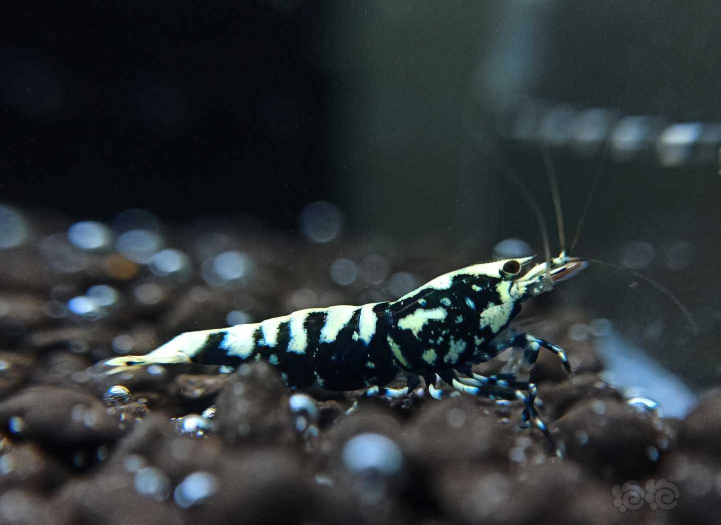 20201014rmb拍卖黑银河水晶虾1公2母