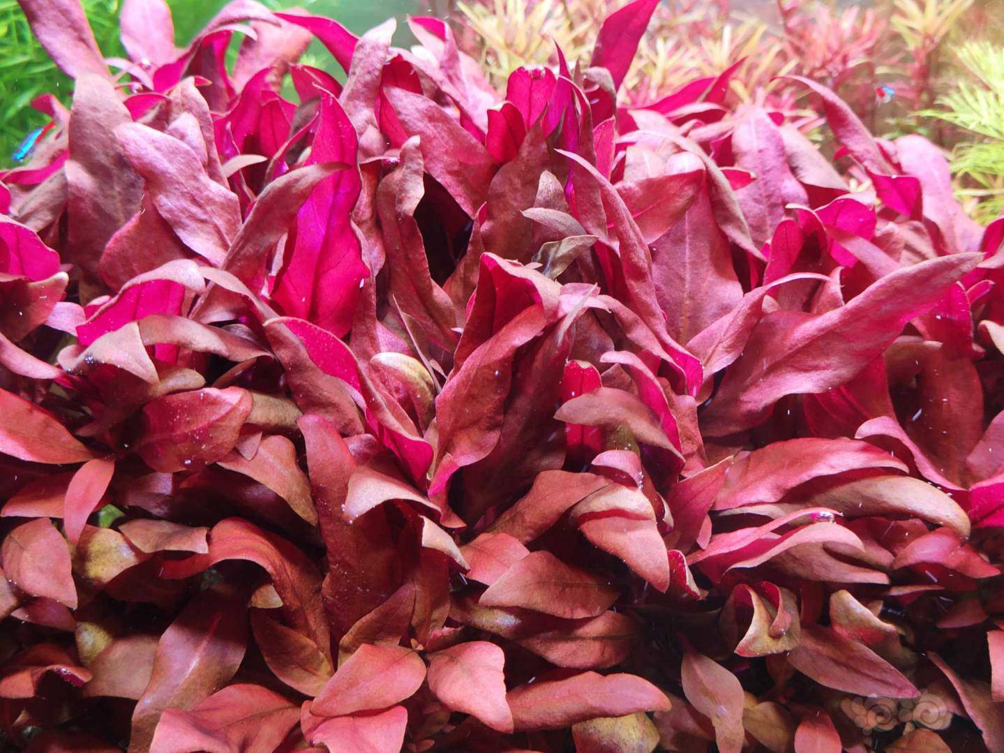 出售红色打头草,乌苏里聚藻和迷你血心兰!