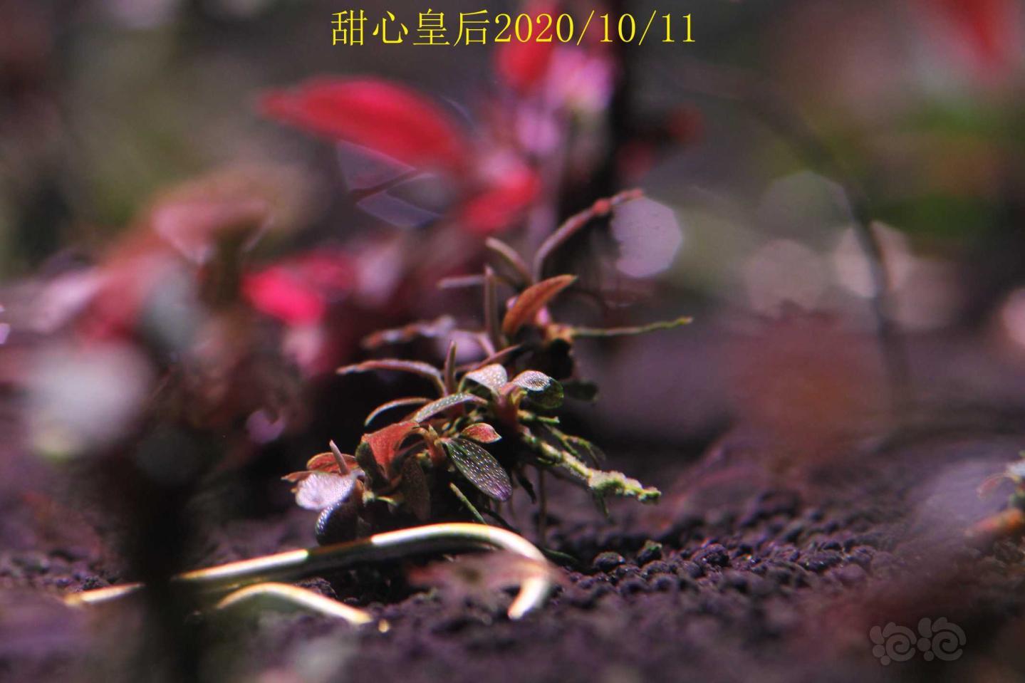 甜心皇后记录2020/10/12-图12